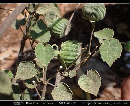 磨盤草 Abutilon indicum_04.jpg