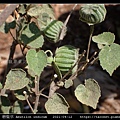 磨盤草 Abutilon indicum_04.jpg