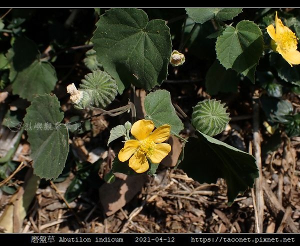 磨盤草 Abutilon indicum_10.jpg