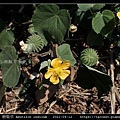 磨盤草 Abutilon indicum_10.jpg