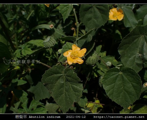 磨盤草 Abutilon indicum_12.jpg