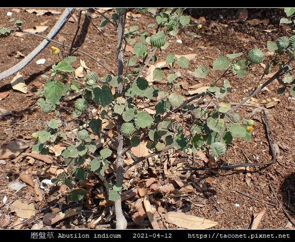 磨盤草 Abutilon indicum_08.jpg