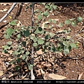 磨盤草 Abutilon indicum_08.jpg