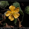 磨盤草 Abutilon indicum_11.jpg