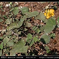 磨盤草 Abutilon indicum_07.jpg