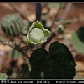 磨盤草 Abutilon indicum_09.jpg