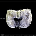 磨盤草 Abutilon indicum_13.jpg