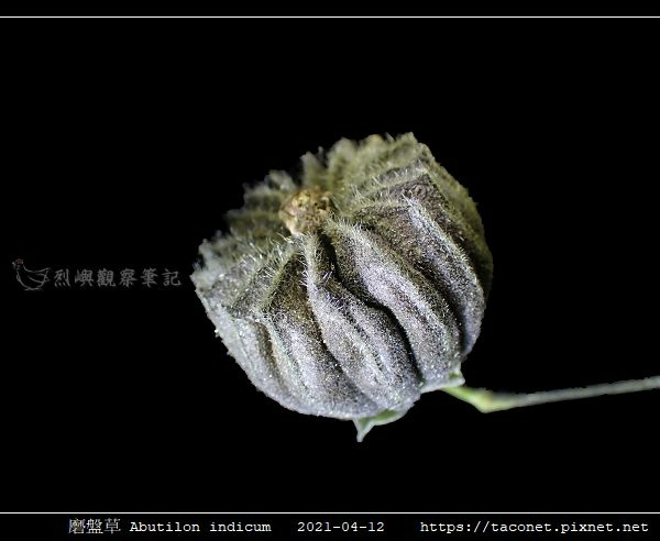 磨盤草 Abutilon indicum_19.jpg