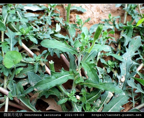 裂葉月見草 Oenothera laciniata_03.jpg