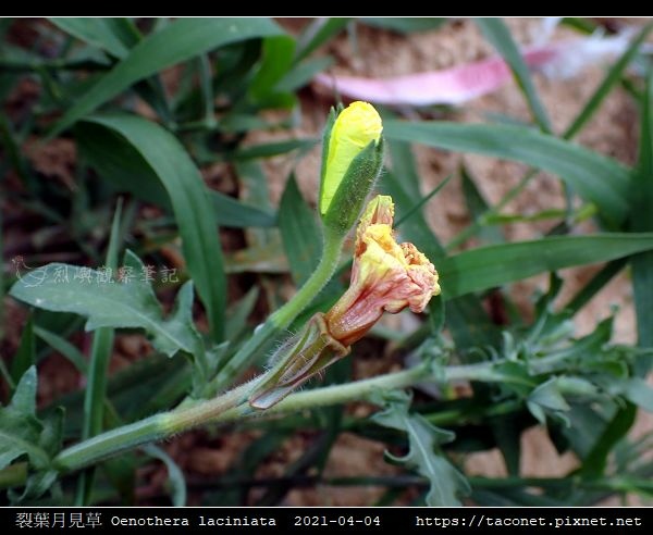 裂葉月見草 Oenothera laciniata_05.jpg