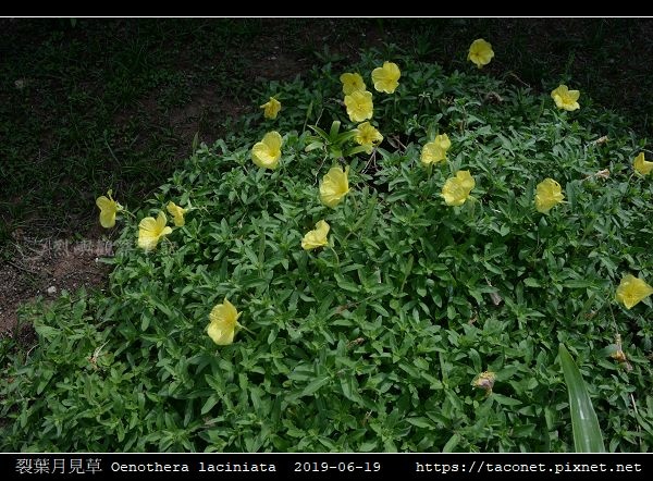 裂葉月見草 Oenothera laciniata_01.jpg 裂葉月見草 Oenothera laciniata_01.jpg