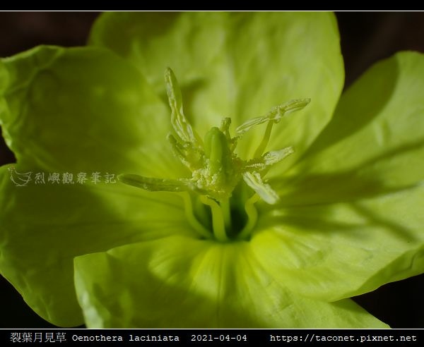 裂葉月見草 Oenothera laciniata_08.jpg