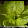 裂葉月見草 Oenothera laciniata_08.jpg