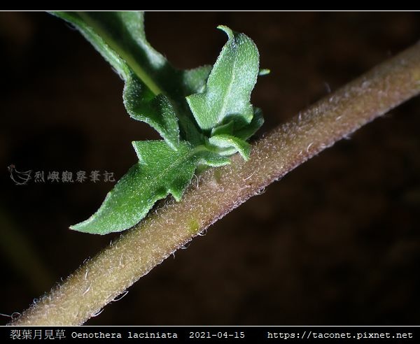 裂葉月見草 Oenothera laciniata_11.jpg