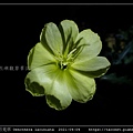 裂葉月見草 Oenothera laciniata_09.jpg