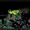 裂葉月見草 Oenothera laciniata_10.jpg