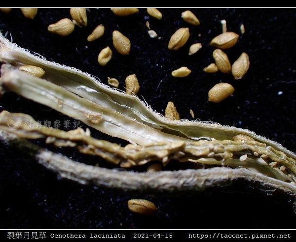 裂葉月見草 Oenothera laciniata_14.jpg