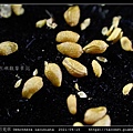 裂葉月見草 Oenothera laciniata_13.jpg