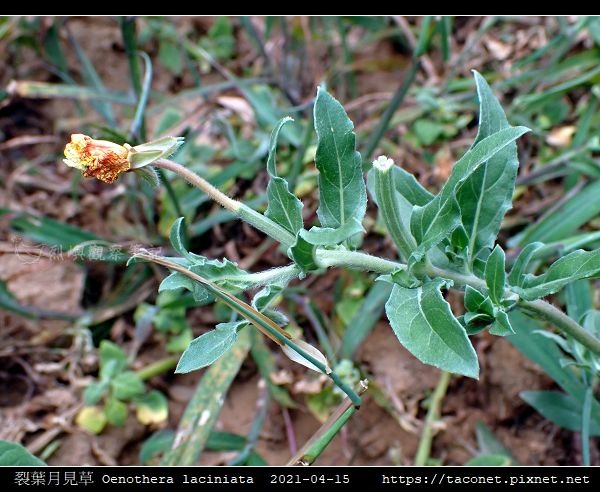 裂葉月見草 Oenothera laciniata_12.jpg