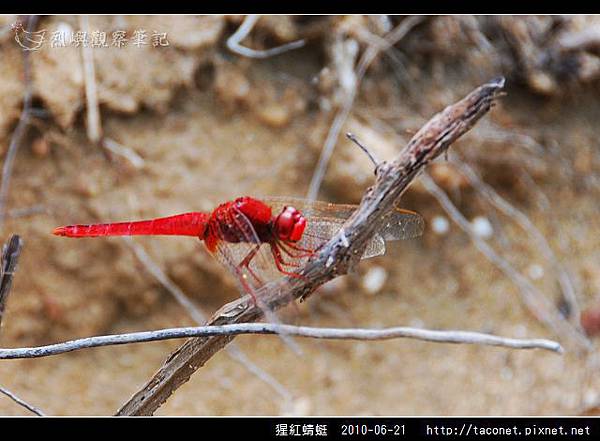 猩紅蜻蜓_04.jpg