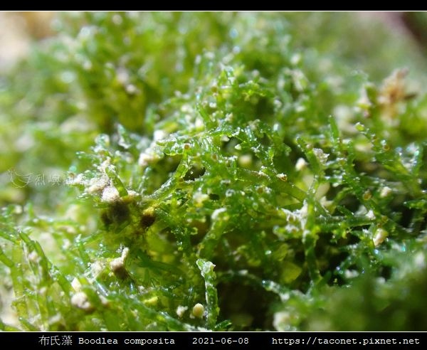 布氏藻 Boodlea composita_08.jpg