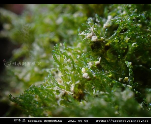 布氏藻 Boodlea composita_09.jpg