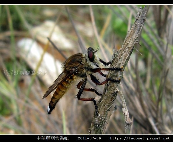 中華單羽食蟲虻 Cophinopoda chinensis_8.jpg