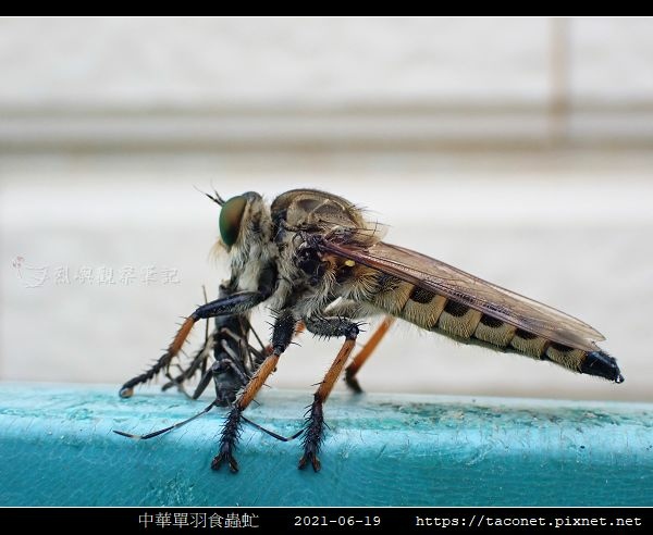 中華單羽食蟲虻 Cophinopoda chinensis_5.jpg