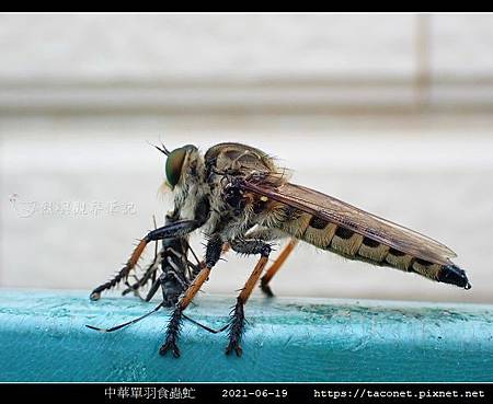中華單羽食蟲虻 Cophinopoda chinensis_5.jpg 中華單羽食蟲虻 Cophinopoda chinensis_5.jpg