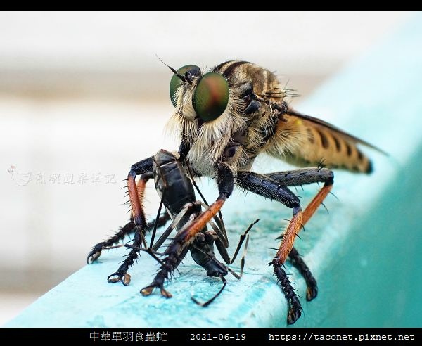 中華單羽食蟲虻 Cophinopoda chinensis_7.jpg