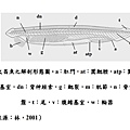 文昌魚型態.jpg