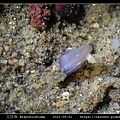 文昌魚 Branchiostoma_4.jpg