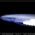 文昌魚 Branchiostoma_5.jpg