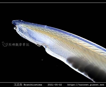 文昌魚 Branchiostoma_3.jpg