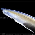 文昌魚 Branchiostoma_3.jpg