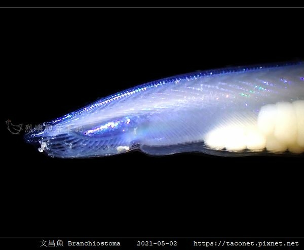 文昌魚 Branchiostoma_2.jpg