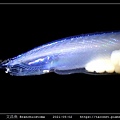 文昌魚 Branchiostoma_2.jpg