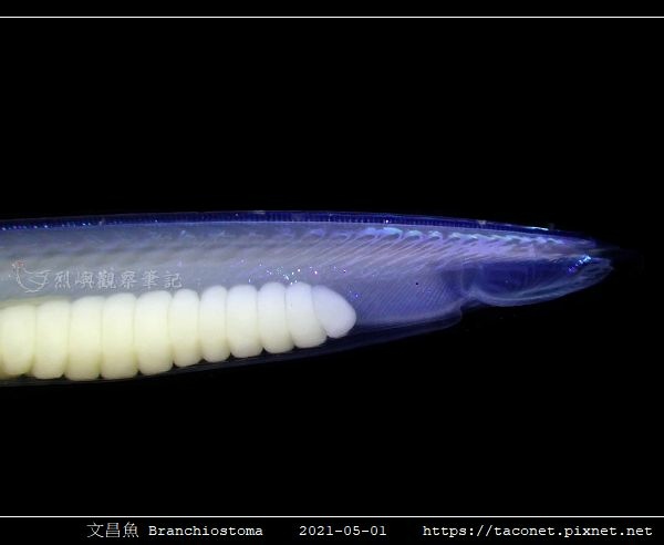 文昌魚 Branchiostoma_1.jpg