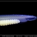 文昌魚 Branchiostoma_1.jpg