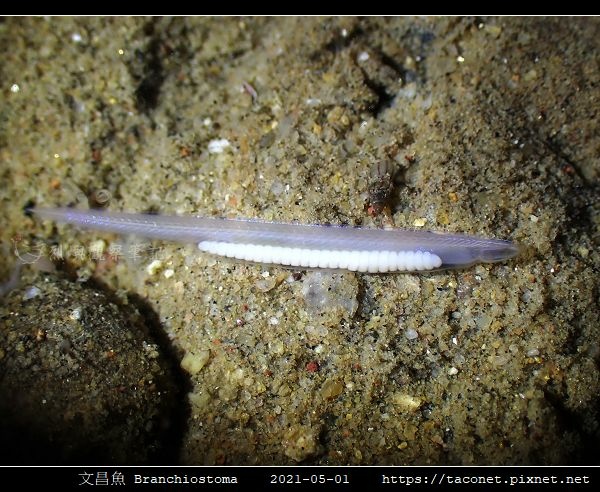 文昌魚 Branchiostoma_7.jpg