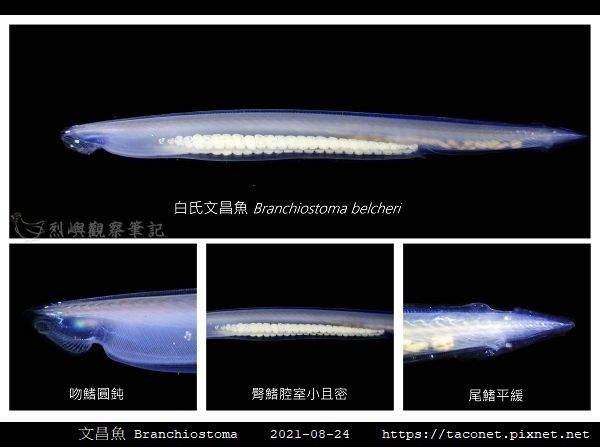 白氏文昌魚 Branchiostoma belcheri-2.jpg