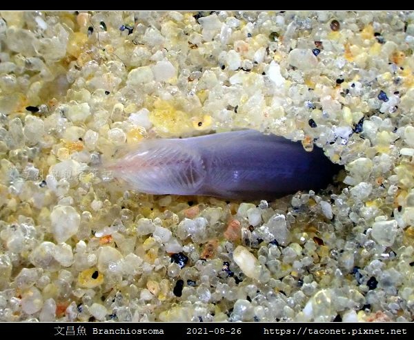 文昌魚 Branchiostoma_6.jpg