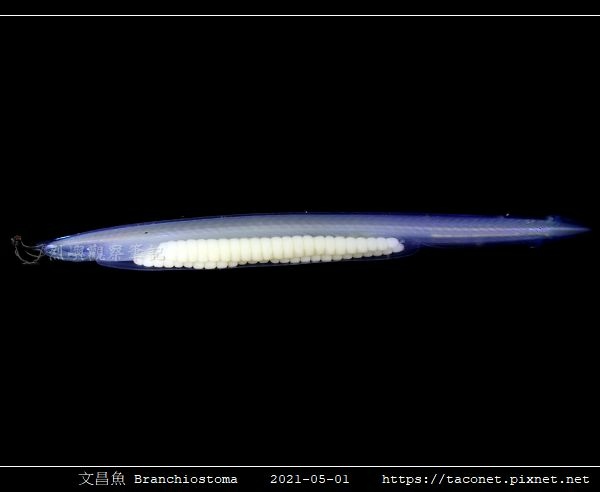 日本文昌魚 Branchiostoma japonicus.jpg