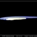 日本文昌魚 Branchiostoma japonicus.jpg