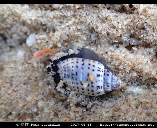 硬捻螺 Pupa suturalis_02.jpg