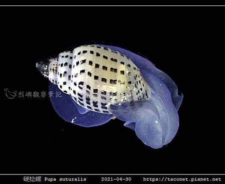 硬捻螺 Pupa suturalis_08.jpg 硬捻螺 Pupa suturalis_08.jpg