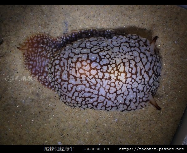 尾棘側鰓海牛 Pleurobranchaea brockii _4.jpg