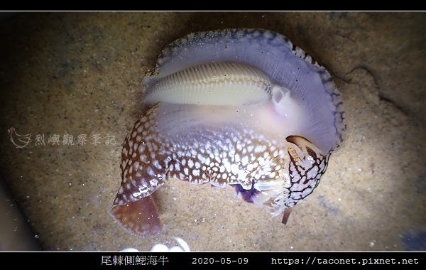 尾棘側鰓海牛 Pleurobranchaea brockii _6.jpg