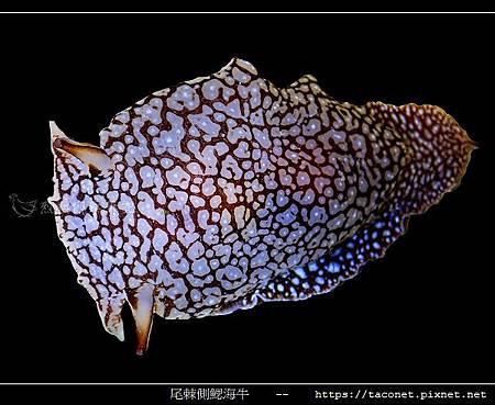 尾棘側鰓海牛 Pleurobranchaea brockii _9.jpg 尾棘側鰓海牛 Pleurobranchaea brockii _9.jpg