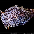 尾棘側鰓海牛 Pleurobranchaea brockii _9.jpg